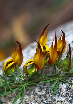 Lotus Parrrot's Beak