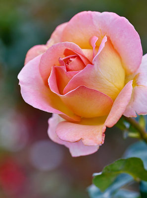 Scepter'd Isle rose 