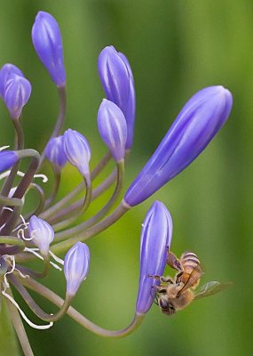 Wild bee on Agapanthus blossum