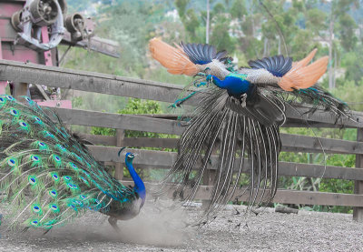 Dustup at the Leo Carrillo Ranch