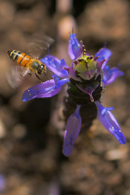 Honey Bee approaching Skunk Plant flower