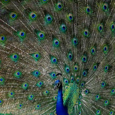 All  eyes are on the Peacock