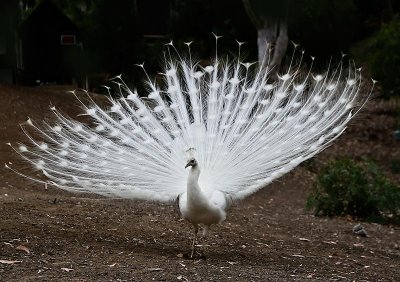 The only white Peacock at the ranch