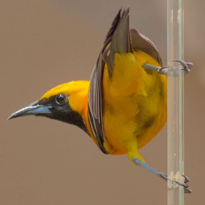 Hooded Oriole (male)