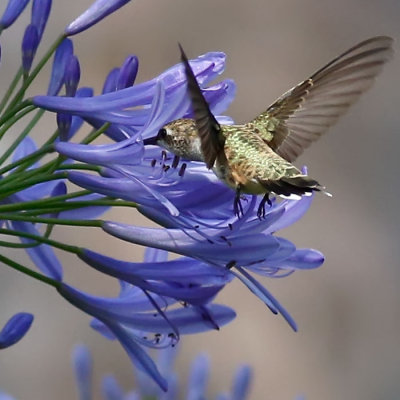 Agapanthus Flower and Costa's Hummingbird