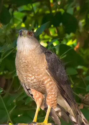Sharp-shinned Hawk