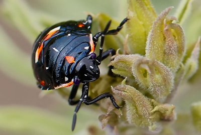 Harlequin Bug