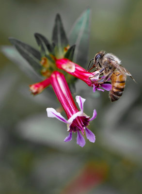Honey bee on a Cigar Plant