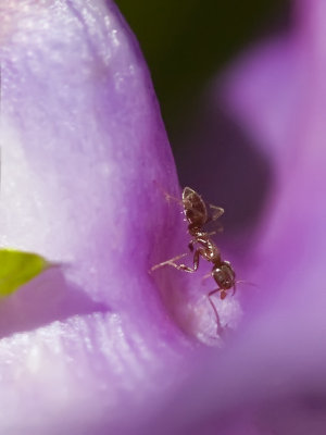 Ant on Snail Plant