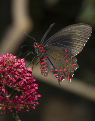 2009 Butterfly Jungle