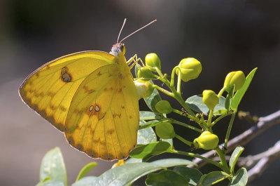 Yellow Sulfur Butterfly