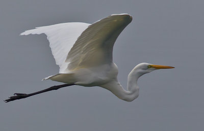 Great Egret