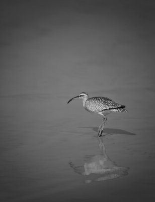 Whimbrel