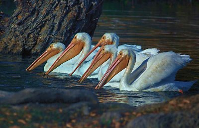 Five White Pelicans
