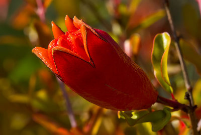 Pomegranate