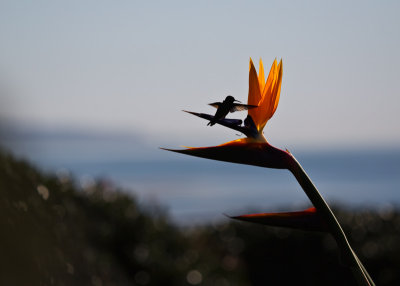 Hummingbird visiting Bird of Paradise