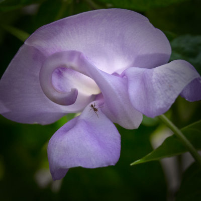 Snail Plant
