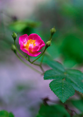 Rose plant