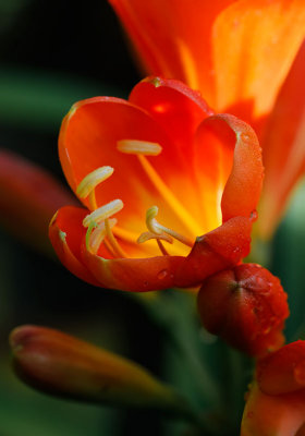 Clivia