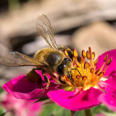 Honeybee on Strawberry flower