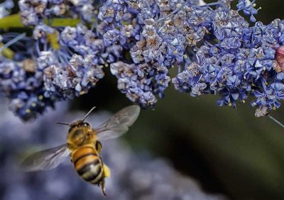 Wild Lilac and Honeybee