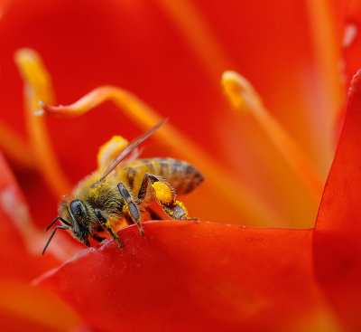 Honeybee on Clivia flower