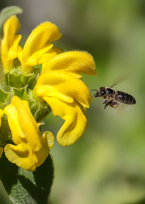Jerusalem Sage