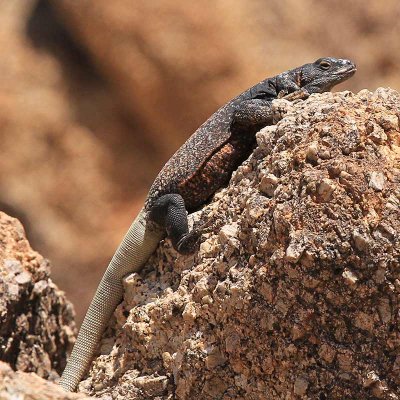 Western Chuckwalla