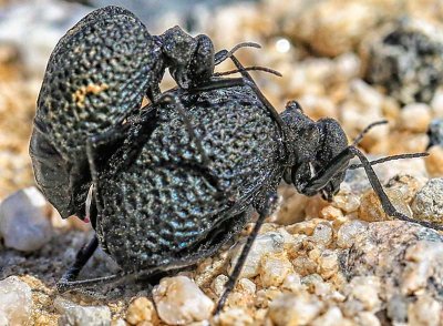 Desert Stink Beetles