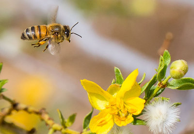 Honeybee on Creosote Bush