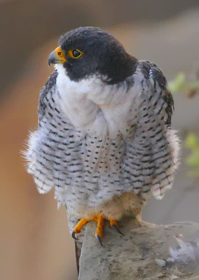 Peregrine Falcon (male)