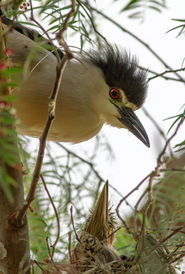 Birds at Lindo Lake