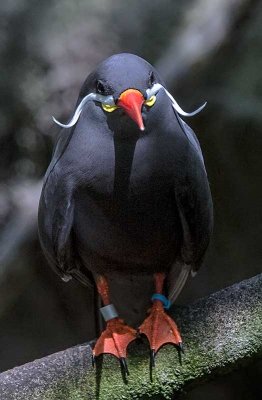 Inca Tern