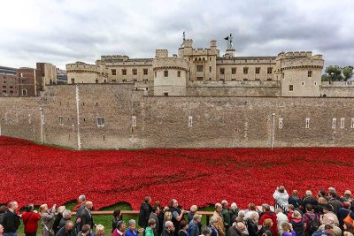 Tower of London Red Ceramic Poppies