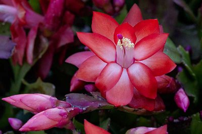 Christmas Cactus
