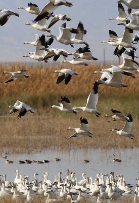 Snow Geese