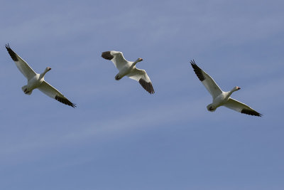 Snow Geese