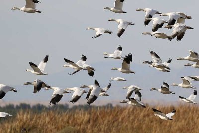 Snow Geese