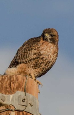 Red-shouldered Hawk