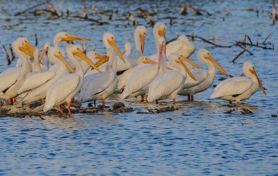 American White Pelicans