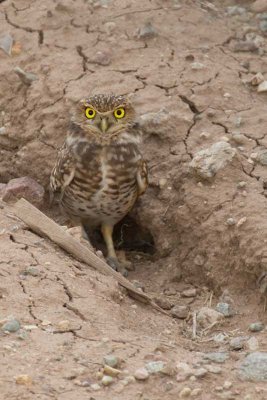 Burrowing Owl