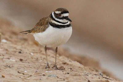 Killdeer