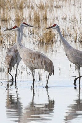 Sandhill Cranes