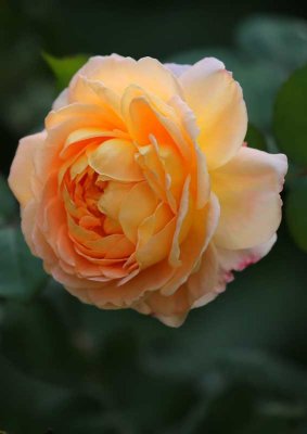 Tamora Rose
