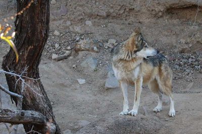 Mexican Wolf