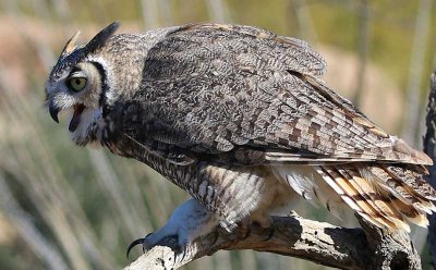 Great horned owl