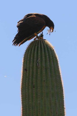 Harris's Hawk