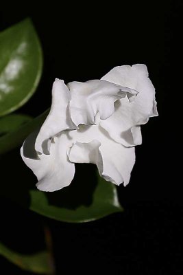 Gardenia Thunbergia