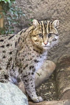 Fishing Cat