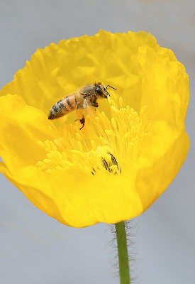 Honey Bee on Icelandic Poppy